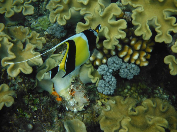 Great Barrier Reef
