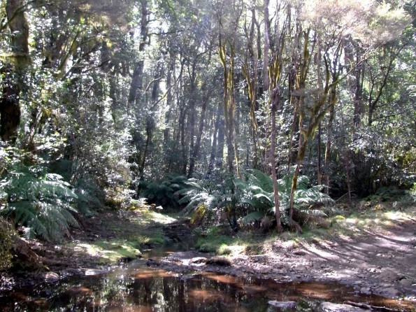 Cool Temperate Rainforest, Barrington Tops National Park - Australia
